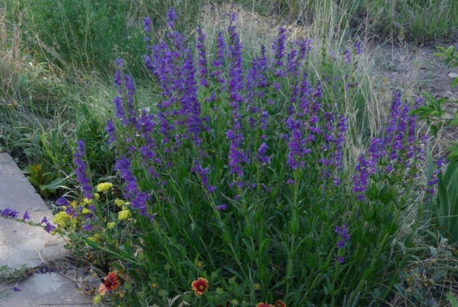 Jammas5 Penstemon- Rocky Mountain Strictus- 100 seeds