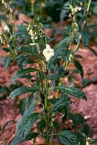 Jammas5 Sesame- Herb- 100 Seeds -