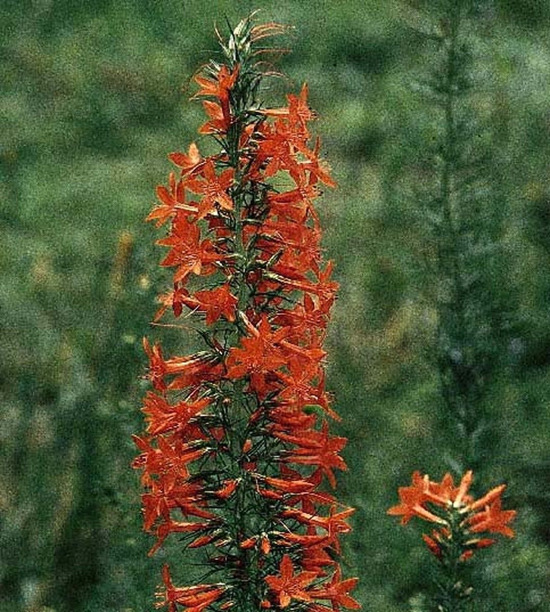 Jammas5 Standing Cypress- 100 Seeds -