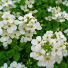 Jammas5 Rock Cress (Aubrieta)- Alpine White - 100 Seeds -