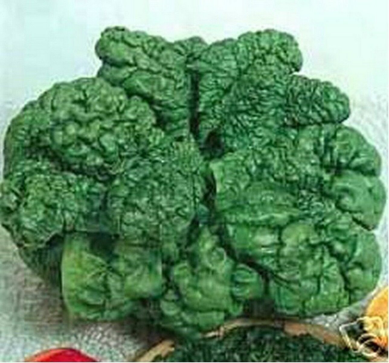 Jammas5 Spinach- Bloomsdale- 100 Seeds -