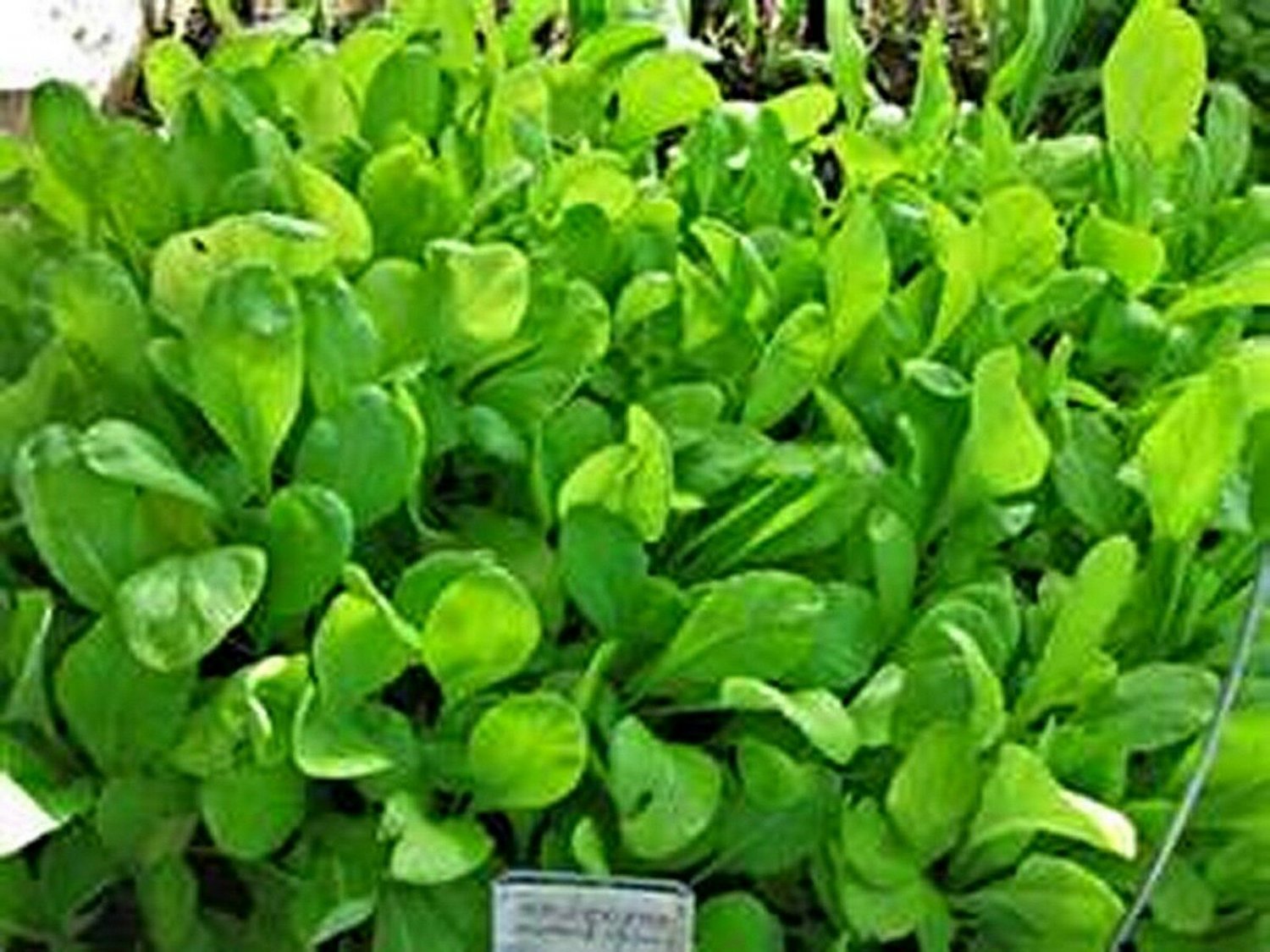 Jammas5 Spinach- Mustard (Tendergreens)- 100 Seeds -
