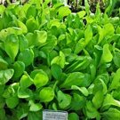 Jammas5 Spinach- Mustard (Tendergreens)- 100 Seeds -
