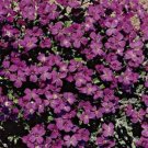 Jammas5 Rock Cress (Aubrieta)- Hendersonii - 100 Seeds -