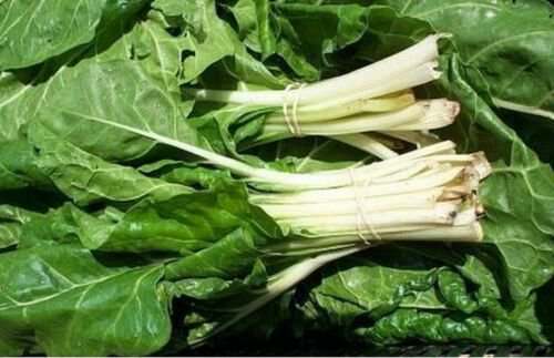 Jammas5 Swiss Chard- Fordhook- 50 Seeds -