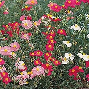 Jammas5 Rock Rose (Helianthemum Mutabile Mix)- 100 seeds