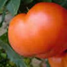 Jammas5 Tomato- Beefstead- 50 Seeds -