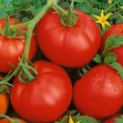 Jammas5 Tomato- Ace 55 - 50 Seeds -
