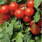 Jammas5 Tomato- Large Cherry Red - 50 Seeds -