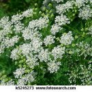 Jammas5 Queen Anne's Lace- 500 Seeds