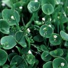 Jammas5 Purslane Winter - (Claytonia Perfoliata)- 100 seeds