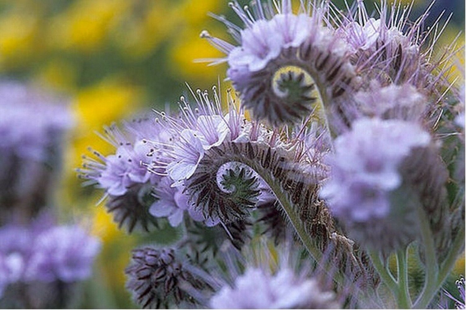 Jammas5 Purple Tansy Fiddleneck- 250 Seeds