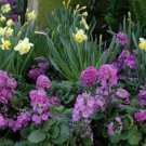 Jammas5 Primrose - Fairy- (Primula Malacoides)- Lavender- 50 seeds