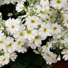 Jammas5 Primrose - Fairy- (Primula Malacoides)- White- 50 seeds