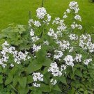 Jammas5 Money Plant- White-(Lunaria Biennis) - 50 Seeds-