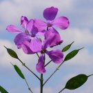 Jammas5 Money Plant- Violet-(Lunaria Biennis) - 50 Seeds-