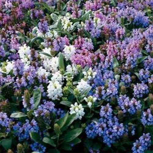 Jammas5 Prunella- Pagoda Mix- 50 seeds