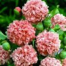 Jammas5 Peony Poppy- (Papaver Paeoniflorum) Salmon- 100 Seeds