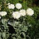 Jammas5 Peony Poppy- (Papaver Paeoniflorum) -White- 100 Seeds