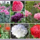 Jammas5 Peony Poppy- (Papaver Paeoniflorum) -Double Mix- 100 Seeds