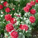 Jammas5 Peony Poppy- (Papaver Paeoniflorum) -Red- 100 Seeds