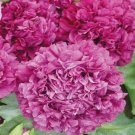 Jammas5 Peony Poppy- (Papaver Paeoniflorum) - Purple- 100 Seeds