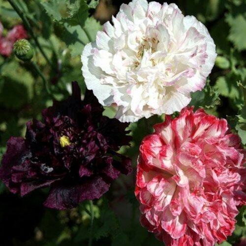 Jammas5 Peony Poppy- (Papaver Paeoniflorum) - Antique Shades Mix - 100 Seeds