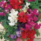 Jammas5 Sweet Pea- Royal Mix- (Lathyrus Odoratus)- 15 Seeds -