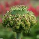 Jammas5 Peony Poppy- (Papaver Paeoniflorum) - Hens&Chicks - 100 Seeds