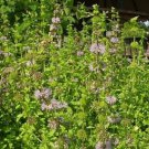 Jammas5 Pennyroyal- Mentha Pulegium- 100 Seeds