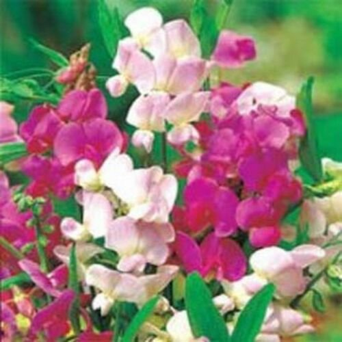 Jammas5 Sweet Pea- Pearl Mix- (Lathyrus Odoratus)- 15 Seeds -