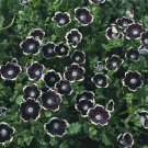 Jammas5 Pennie Black (Nemophila Discoidalis)- 50 seeds