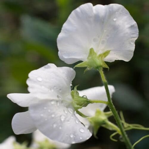 Jammas5 Sweet Pea- Pearl White- (Lathyrus Odoratus)- 15 Seeds -