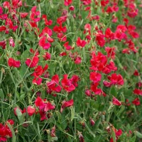 Jammas5 Sweet Pea- Pearl Red- (Lathyrus Odoratus)- 15 Seeds -