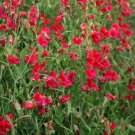 Jammas5 Sweet Pea- Pearl Red- (Lathyrus Odoratus)- 15 Seeds -