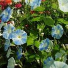 Jammas5 Morning Glory- Flying Saucer- 15 Seeds -