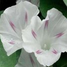 Jammas5 Morning Glory- Shiva- 15 Seeds -