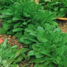 Jammas5 Corn Salad (Valerianella Locusta)- 25 Seeds