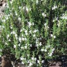 Jammas5 Winter Savory-(Satureja Montana)- 100 Seeds