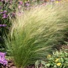 Jammas5 Mexican Feather Grass (Stipa tenuissima)- 25 Seeds