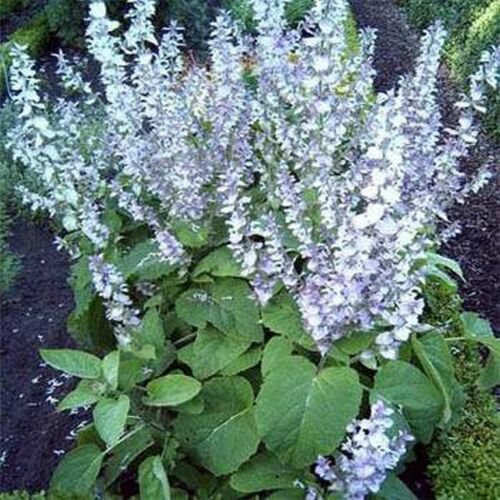 Jammas5 Clary (Salvia Sclarea)- 25 Seeds