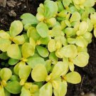 Jammas5 Purslane- Golden (Portulaca Oleracea sativa) 100 Seeds