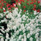 Jammas5 Bunny Tails (Lagurus Ovatus)- 25 Seeds