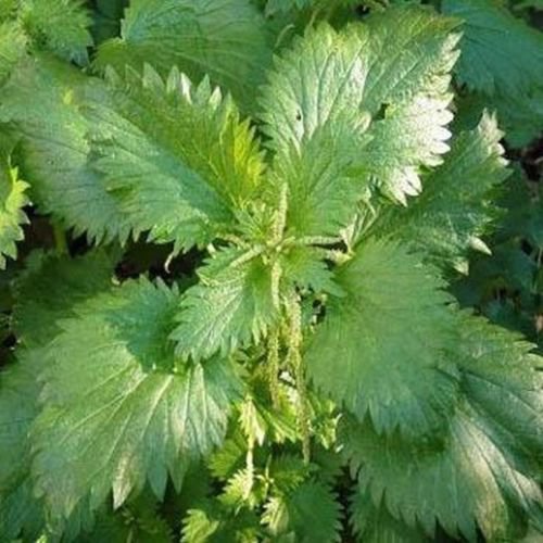 Jammas5 Stinging Nettle (Urtica Dioica)- 100 Seeds