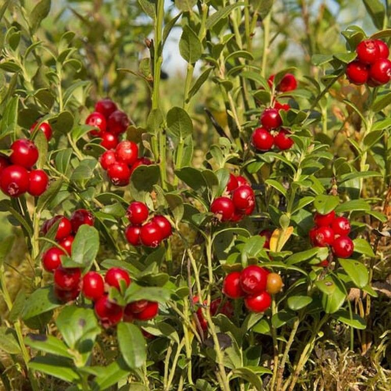 Jammas5 Mountain Cranberry (Vaccinium Vitis-idaea)- 25 Seeds -