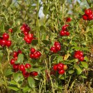 Jammas5 Mountain Cranberry (Vaccinium Vitis-idaea)- 25 Seeds -