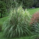 Jammas5 Plume Grass (Erianthus ravennae) - 10 Seeds -