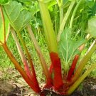 Jammas5 Rhubarb Victoria (Rheum Rhabarbarum) - 25 Seeds