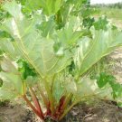Jammas5 Rhubarb Glaskins (Rheum Rhabarbarum) - 25 Seeds