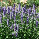 Jammas5 Korean Mint (Agastache Rugosa) - 25 Seeds